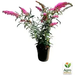 Саджанець Agro-Market Буддлея Давида 3х річна Pink Delight С2 (100247) 1 шт. в упаковці - мініатюра 2