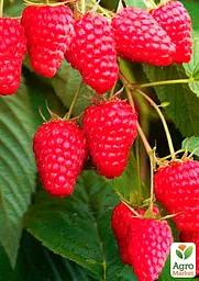 Саджанець Agro-Market Малина Вілламетте (Willamette) ранній термін дозрівання, сорт добре стійкий до хвороб) 2 шт. в пакуванні (25494) - мініатюра 2