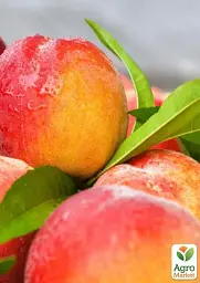 Саджанець Agro-Market Нектарин Бурштиновий (лисий персик) 1 шт. в упаковці (40029) - мініатюра 2