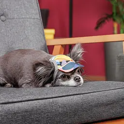 Кепка Tony Pet Fashion для собак L принт - мініатюра 3