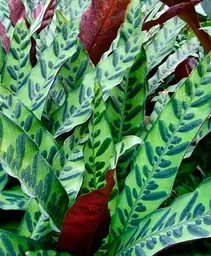 Саджанець Agro-Market Калатея Lancifolia висота 45-55 см (176498) 1 шт. в упаковці (кімнатний) - мініатюра 2