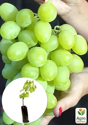 Саджанець Agro-Market Виноград Красавчик (дуже великий солодкий виноград ультрараннього терміну дозрівання) 1 шт. в пакуванні (105400) - мініатюра 2