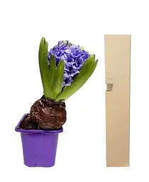 Цибулина Agro-Market Гіацинт General Koehler 1 шт. в упаковці (50651) - мініатюра 4