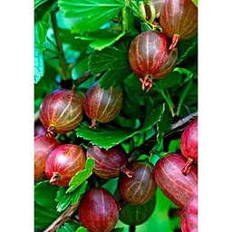Саджанець Agro-Market Агрус Хіннонмакі Рот (Hinnonmaki Rot) (середній термін дозрівання, морозостійкий сорт) 1 шт. в упаковці (19911) - мініатюра 2