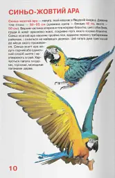 Велика книжка. Папуги - Олег Зав'язкин - мініатюра 4