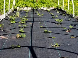 Агротканина захисна накривна FLO, 1,6х10 м, 70 гр/м² (91046) - мініатюра 5