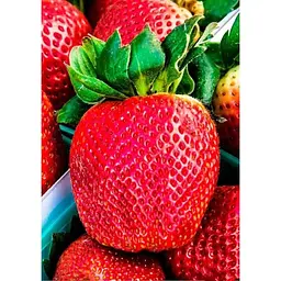 Саджанець Agro-Market Полуниця Королева Єлизавета 5шт (ремонтантний сорт, ранній термін дозрівання) (36607) - мініатюра 3