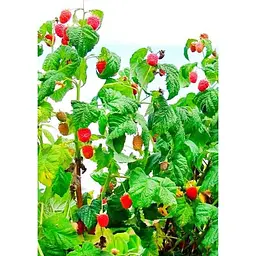 Саджанець Agro-Market Малинове дерево Столешник 1 шт. в упаковці (37041) - мініатюра 2