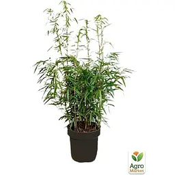Саджанець Agro-Market Бамбук Садовий Farg Rufa (висота 40-50см) (144862) - мініатюра 2