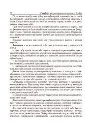 Основи клінічної морфології зубів - мініатюра 5