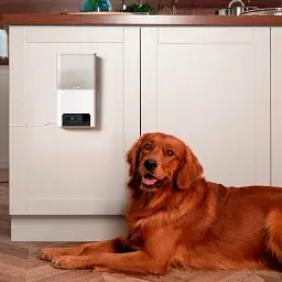 Інтерактивна камера відеоспостереження з диспенсером для корму Petcube Bites 2 Lite (BL10US) [87148] - мініатюра 6
