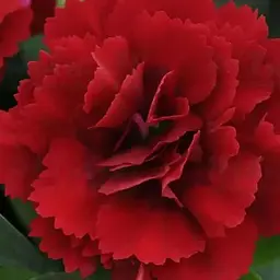 Гвоздика Махрова "Oscar Dark Red" (188811) 1 саженец