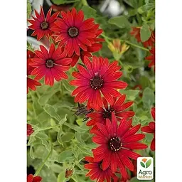 Саджанець Agro-Market Остеоспермум Roberta (контейнер № 10 висота 10-20 см) (49090) 1 шт. в упаковці - мініатюра 2