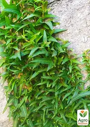 Саджанець Agro-Market Плющ вузьколистий Sagittaefolia контейнер Р9 (176887) - мініатюра 2