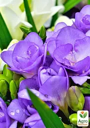 Саджанець Agro-Market Фрезія проста Purple 5 шт. в упаковці (176343) - мініатюра 3
