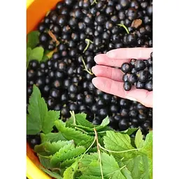 Саджанець Agro-Market Смородина чорна Гоферт (Gofert) (ранній термін дозрівання, високоврожайний сорт) 1 шт. в упаковці (44817) - мініатюра 4
