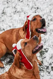 Шапка-вушанка для собак Hat-Dog Новорічна (M) - мініатюра 8