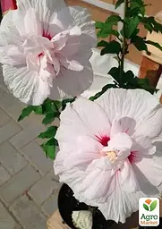 Саджанець Agro-Market Гібіскус сирійський China Chiffon С2, висота 20-40 см (181304) - мініатюра 5