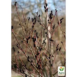 Саджанець Agro-Market Верба 2-х річна тонкослупкова чорна Melanostachys (176654) - мініатюра 4