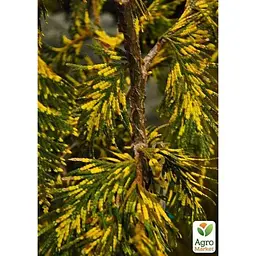 Саджанець Agro-Market Туя складчата Zebrina Extra Gold горщик P9 (48750) - мініатюра 2
