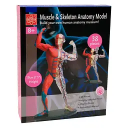 Модель м'язів і скелета людини Edu-Toys SK056 збірна, 19 см - мініатюра 3
