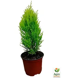 Саджанець Agro-Market Кипарис лимонний Wilma 2-х річний С3, висота 50-70см (63446) - мініатюра 2