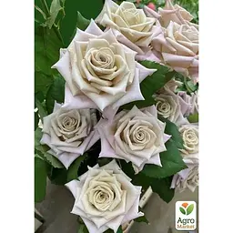 Троянда чайно-гібридна Agro-Market Menta саджанець класу АА+ вишуканий рясно квітучий сорт 1 шт. в упаковці (181493) - мініатюра 2