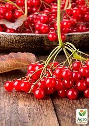 Саджанець Agro-Market Калина Уляна (ранній термін дозрівання) 1 шт. в пакуванні (178687) - мініатюра 2