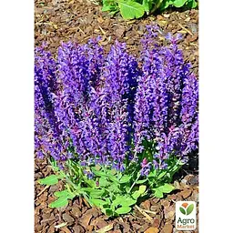 Саджанець Agro-Market Шавлія Дубравна Blue Bouquetta (180053) 1 шт. - мініатюра 2