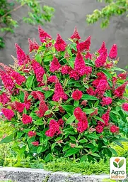 Саджанець Agro-Market Буддлея Давида Royal Red С1 (висота 20-40см) (153166) - мініатюра 2