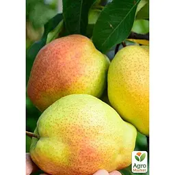 Саджанець Agro-Market Груша Киргизька вкорінена в контейнері (саджанець 2 роки) (101879) - мініатюра 2