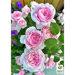 Троянда плетиста Agro-Market Eden Rose саджанець класу АА+ вищий сорт 1 шт. в упаковці (17394) - мініатюра 2