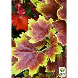 Саджанець Agro-Market Пеларгонія пестролиста Vancouver Centennial (контейнер № 10 висота 10-20 см) (49119) 1 шт. в упаковці - мініатюра 2