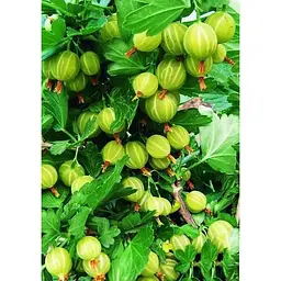 Саджанець Agro-Market Агрус Берил (середній термін дозрівання) 1 шт. в упаковці (46147) - мініатюра 2