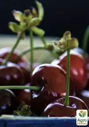 Саджанець Agro-Market Вишня карликова куляста темно-червона Зустріч (Meeting) (преміальний великоплідний середньостиглий сорт) 1 шт. в упаковці (37369) - мініатюра 3