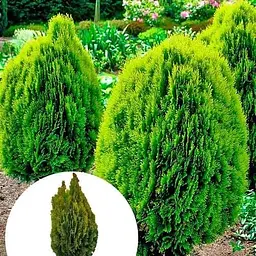 Саджанець Agro-Market Туя східна Aurea Nana (ком/сітка), висота 100-120 см (178491) 1 шт. в упаковці - мініатюра 5