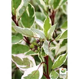 Саджанець Agro-Market Дерен 3-річний Elegantissima С5 висота 60-90 см (153141) 1 шт. в упаковці - мініатюра 2