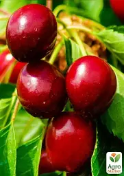 Саджанець Agro-Market Черешня Гігантелла (літній сорт, середній термін дозрівання) 1 шт. в упаковці (71721) - мініатюра 3