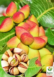 Саджанець Agro-Market Фісташка 2-річна Альбіна (високоурожайна, морозостійка, невибаглива) 1 шт. в упаковці (179089) - мініатюра 2
