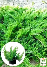 Саджанець Agro-Market Ялівець козацький Tamariscifolia С2 висота 25-30 см 1 шт. в упаковці (71817) - мініатюра 2