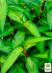 Саджанець Agro-Market Персикарія Vietnamese Coriander (перечний та м'ятний смак, приємний аромат) 1 шт. в упаковці (178563) - мініатюра 2