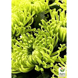Саджанець Agro-Market Хризантема індійська Shamrock (низькоросла середньоквіткова) (180898) 1 шт. в упаковці - мініатюра 2