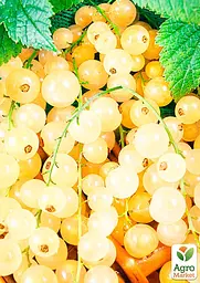 Саджанець Agro-Market Порічка (смородина) жовта Імператорська середньо-ранній термін дозрівання, високоврожайний сорт) 1 шт. в пакуванні (17541) - мініатюра 2