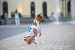 Майка для собак Waudog Clothes малюнок Сміливість M45 B 64-70 см С 35-40 см   - мініатюра 8