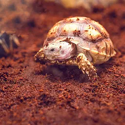 Тропічний субстрат Komodo Tropical Terrain 6 л (U46015) для терраріумів із високою вологістю - мініатюра 7