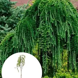 Модрина японська Agro-Market на штамбі Stiff Weeper С5 висота штамба 140-150 см 185069 1 саджанець в упаковці