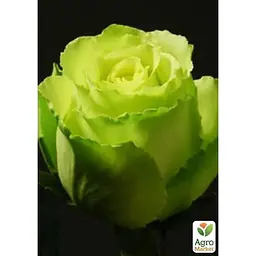 Троянда чайно-гібридна Agro-Market Лімбо (Limbo саджанець класу АА+ вищий сорт 1 шт. в упаковці (36008) - мініатюра 5