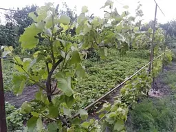 Саджанець Agro-Market Виноград Юпітер (кишмиш, ранній термін дозрівання, морозостійкість до -27⁰С) 1 шт. в пакуванні (17705) - мініатюра 3