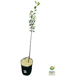 Саджанець Agro-Market Яблуня Мутсу укорінена в контейнері (саджанець 2 роки) (99975) - мініатюра 3