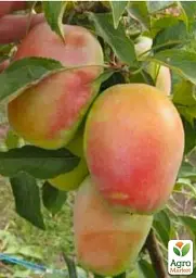 Саджанець Agro-Market Яблуня Кандиль синап (осінній сорт, середній термін дозрівання) 1 шт. в упаковці (46268) - мініатюра 2